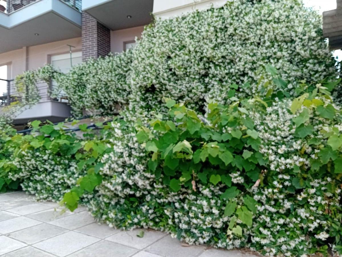 Апартаменты Stella'S Jasmine Салоники Экстерьер фото